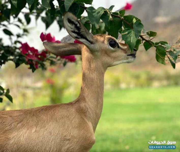 غزال صغير للبيع