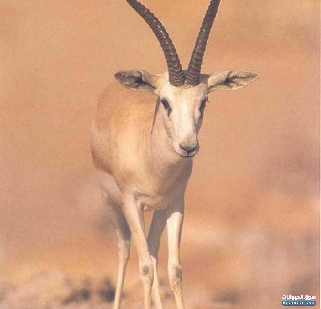 غزال الريم للبيع
