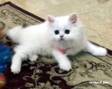 ذكر شيرازي ابيض للبيع لعدم التفرغ