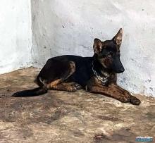 سوبر جيرمن للبيع