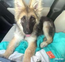 للبيع انثي جيرمن 4 شهور