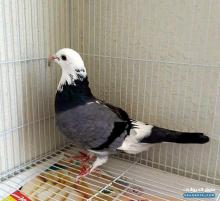 زوج حمام للبيع في النعيمية