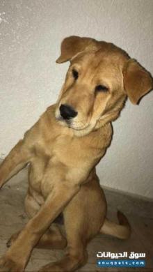 للبيع كلاب Lab Pei