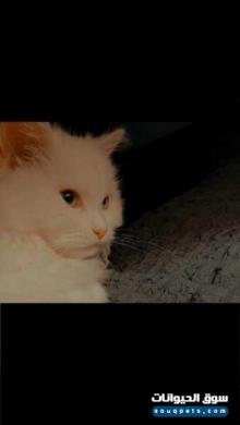 قطة شيرازي العمر خمسة اشهر انثى persian female cat 5 month