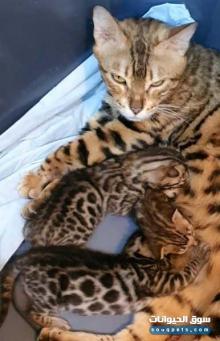 قطط بنقل صغار عمر شهر ونص ذكور عدد ٢