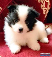 كلاب بامورينيان للبيع