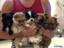 كلاب بامورينيان عمر شهرين للبيع