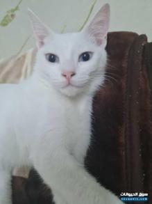 قط تركي ذكر العمر 6 شهور