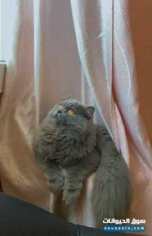 للبيع بيور بريتش شعر طويل