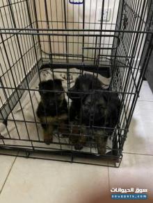 للبيع جراوي جيرمن شيبرد