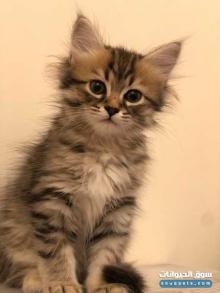 Persian angora kitten