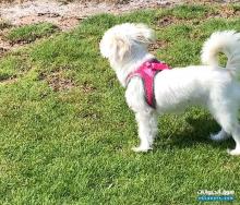 انثى مالتيز مكس