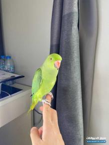 ببغاء دره هندي اليف ولعوب جدا