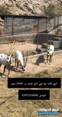 بيع المها العربي