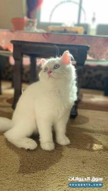 شيرازي مع جواز وكل التطعيمات والاغراض العمر 5 شهور