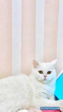 قط ذكر للبيع cat male for sale