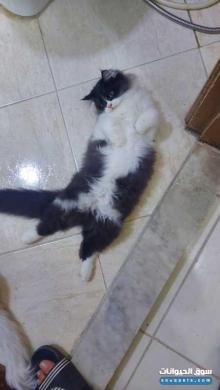 قط شيرازي لعمر 75 يوم