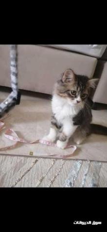 للبيع ذكر قط شيرازي عمره ثلاث شهور مطعم