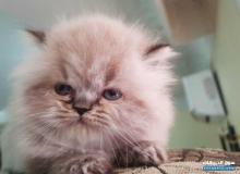 قطط هملايا Himalaya cats