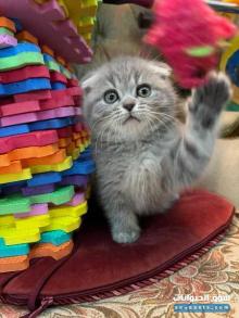 kittens scotch fold and scotch straight for sale قطط سكوتش فولد وسكوتش ستريت للبيع