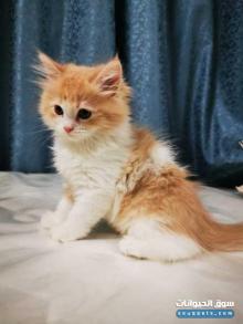 قط شيرازي الام هيمالايا الاب