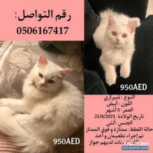 قطط شيرازي أبيض للبيع