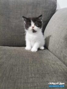قطه شيرازي بيكي فيس لونج هير مستوى عالي
