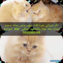 ذكر شيرازي بحاله صحيه ممتازه للبيع