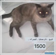 قط هملايا ذكر للبيع