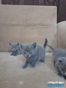 قطط سكوتش فولد بلو بيور مستوى عالي