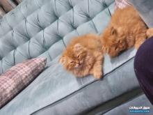 قطط شيرازي للبيع عمر شهرين