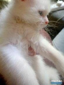 قطط شيرازي انجورا العمر شهرين