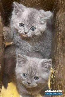 قطط للبيع عمر شهرين