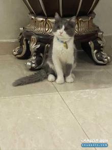 قط ذكر للبيع