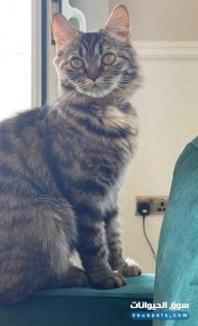 قطه شيرازيه نظيفه للبيع