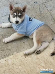 هاسكي سيبيري للبيع