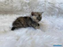 Kittens for sale starting from 800