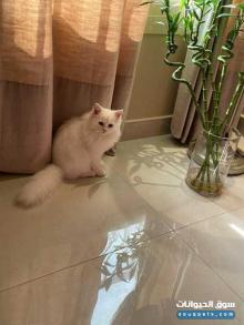 بيع قطط شرازي ٧ شهور