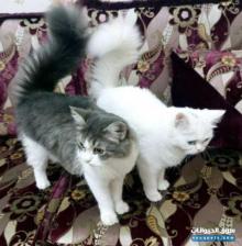 بيع قطط شيرازي مكس في ام القيوين