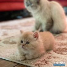 قطة شيرازية شهرين