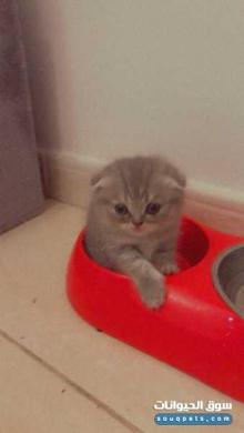 قطط بيور اوكراني