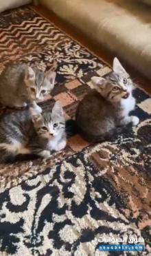 قطط ذكر العمر شهرين يلعبون ومتعلمين على اللتر بوكس