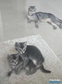 قطط سكوتش للبيع