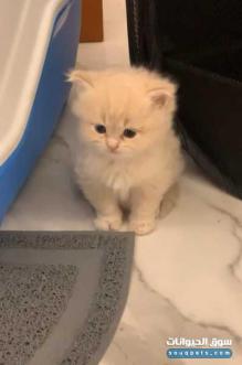 قطط صغيره شيرازي للبيع