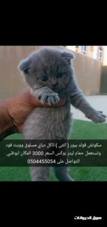 كيتنز سكوتش فولد بيور