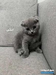 سكوتش فولدستريت للبيع