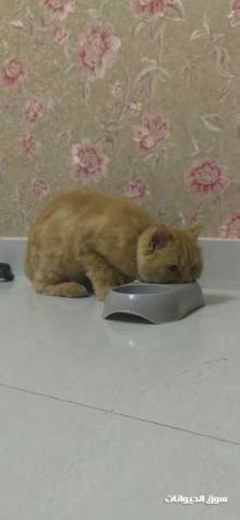 شيرازي للبيع عمره ٩ شهور