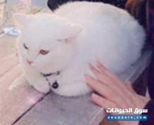 قط شيرازي ابيض للبيع