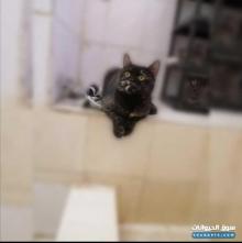 قطة سكوتش ستريت tortoise مميزة