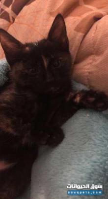 قطه انثى حنونه و تحب الاطفال والبنات